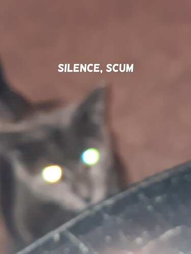 silence scum cat