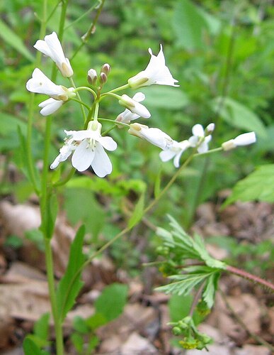 Cardamine_bulbosa_Bluegrass