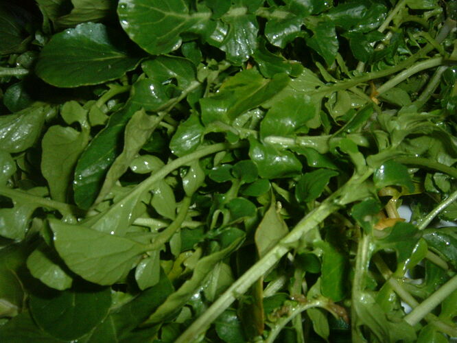 Watercress_(2)