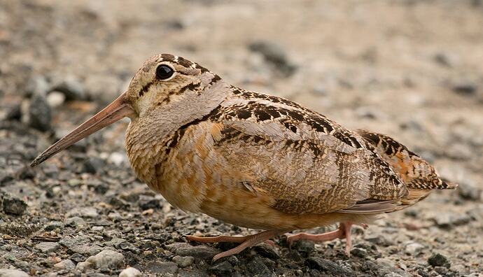 web_h_americanwoodcock_e72w90_adult