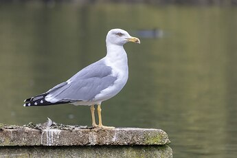 Yellow-legged_Gull_2023-10-10