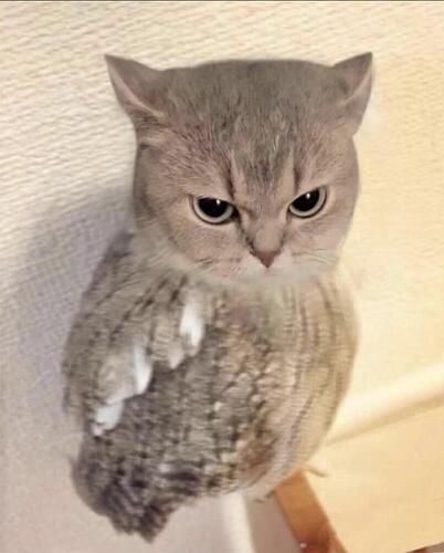 catowl