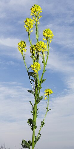 (MHNT)Barbarea_vulgaris-_Habit