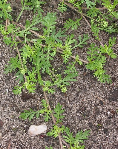 Kleine_varkenskers_stukje_plant_Coronopus_didymus