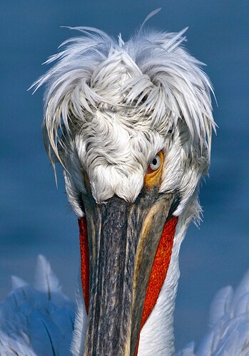 dalmatian-pelican-by-steve-mills