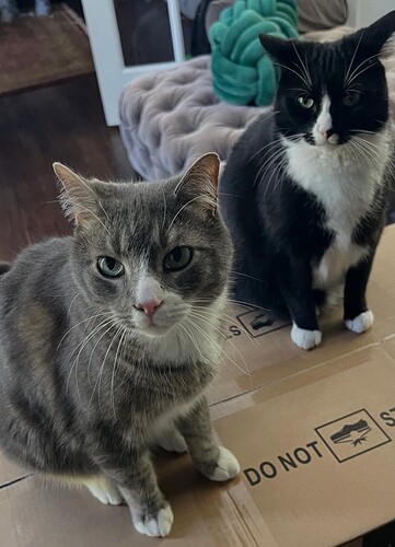 CatsOnBox