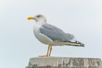 Larus_argentatus,_Vaxholm,_Stockholm,Sweden(14923468303)