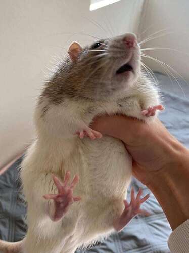 i-found-a-rat-v0-3m2nb4cjhl3c1