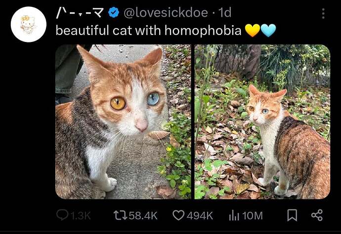 beautiful-cat-with-homophobia-v0-lzel4zz8cs4d1