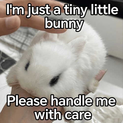 god-forbid-a-girl-starts-bunnyposting-v0-mho3fbnsyuff1