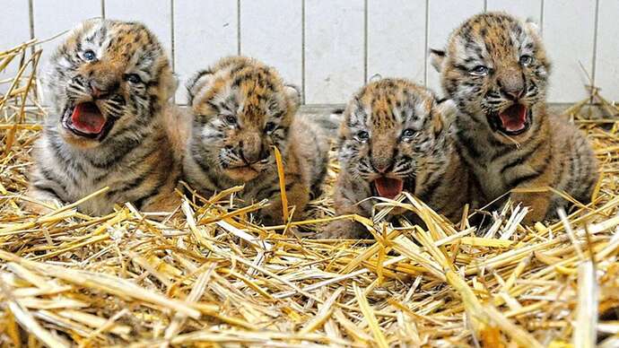 5597606-138564430-tigerbabys_wuppertal_dpa_03_20120714-122827-1cea