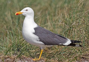 Larus-fuscus-taxbox