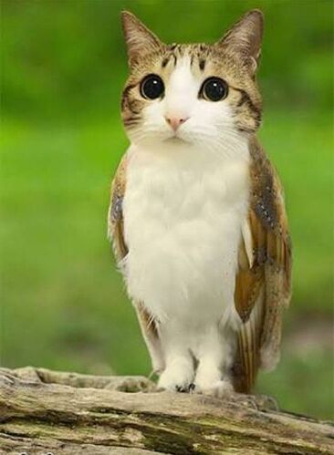 Meowl😻