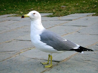 Laridae_in_Beijing_Zoo