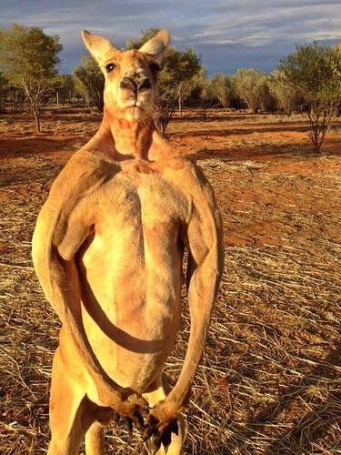 roger-the-kangaroo-sanctuary-alice-springs-2_custom-23e77a11f31c4688c8557f5993d2b4af0b6d52db