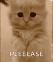 cat-please