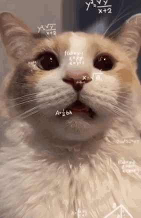ConfusedCatMathAintMathingGIF