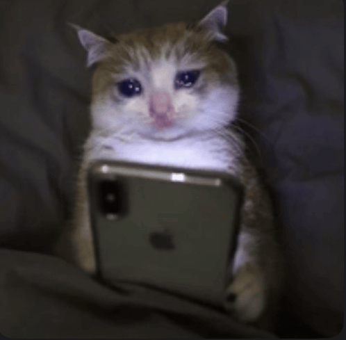 cat-phone-sad-cry-lay-kitty