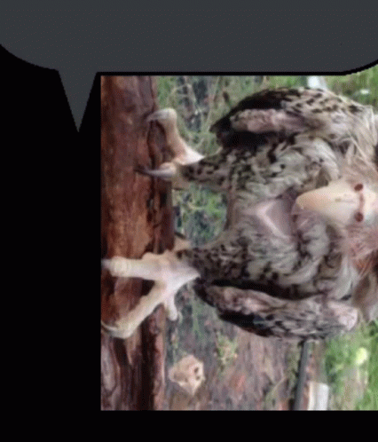 bubble-text-owl-text-bubble