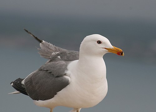 500px-Armenian_Gull_standing,_closeup_at_Sevan_Lake