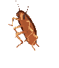 5999_DancingCockroach (1)