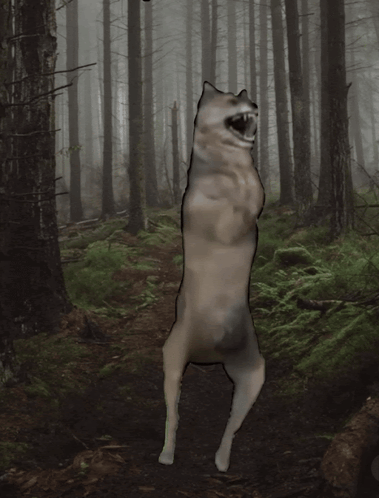 WolfDanceGIF