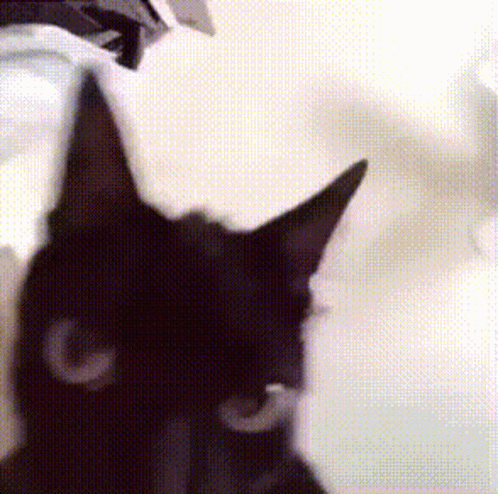 cat-shaking