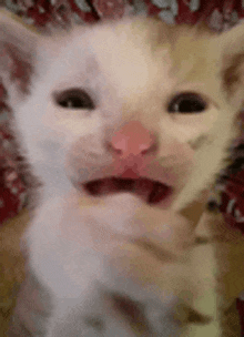 cats-scared