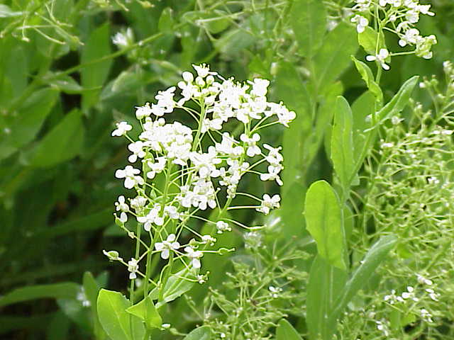 Cardaria_draba1