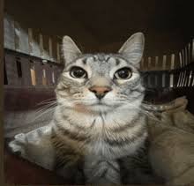 images (7)