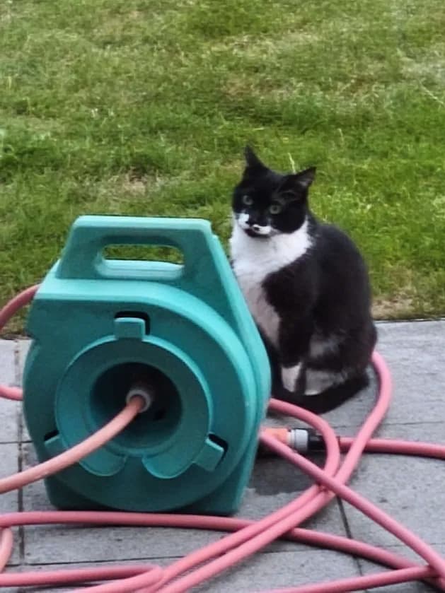 Kitty