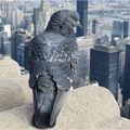 thepigeonnyc
